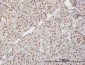 XRCC5 Antibody (monoclonal) (M02)